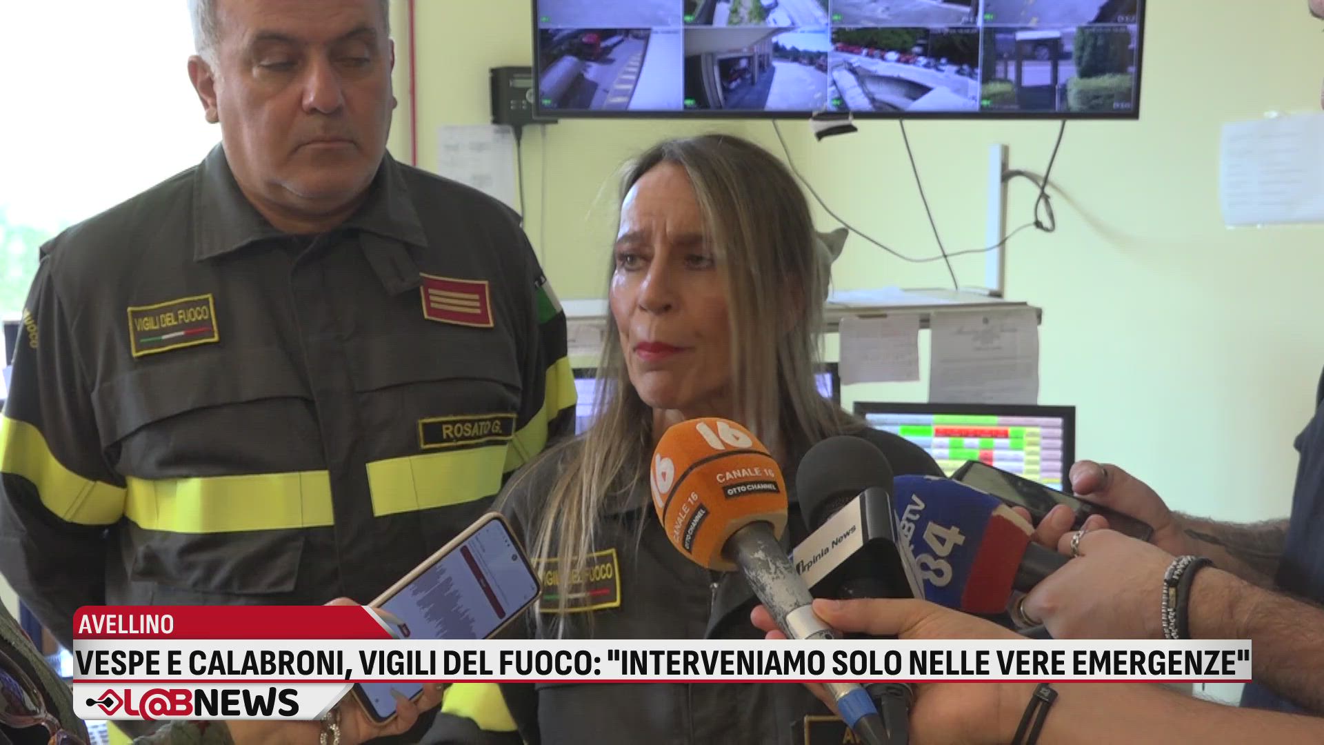 Vespe e calabroni, Vigili del Fuoco: "interveniamo solo nelle vere emergenze"