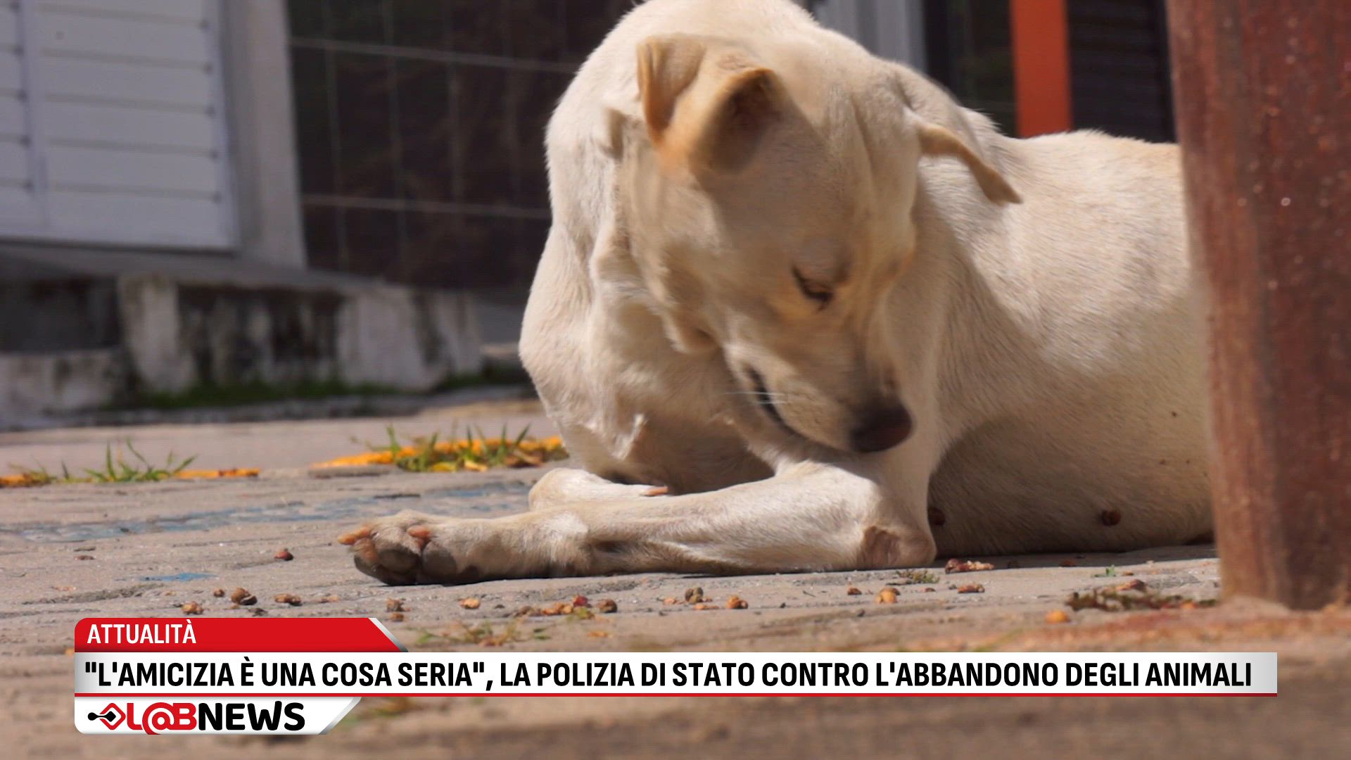 "L'amicizia è una cosa seria", la Polizia di stato contro l'abbandono degli animali