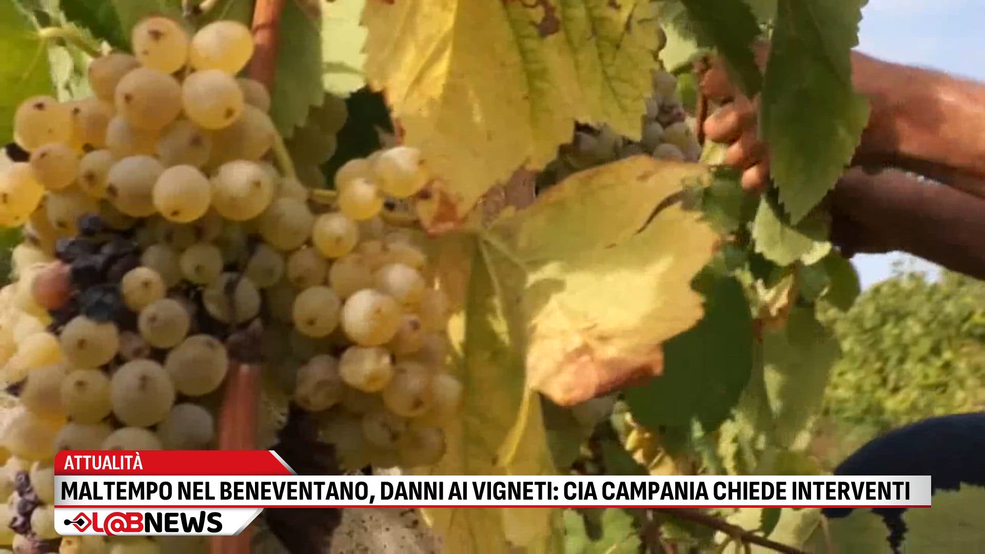 Maltempo nel Beneventano danni ai vigneti_ CIA Campania chiede interventi