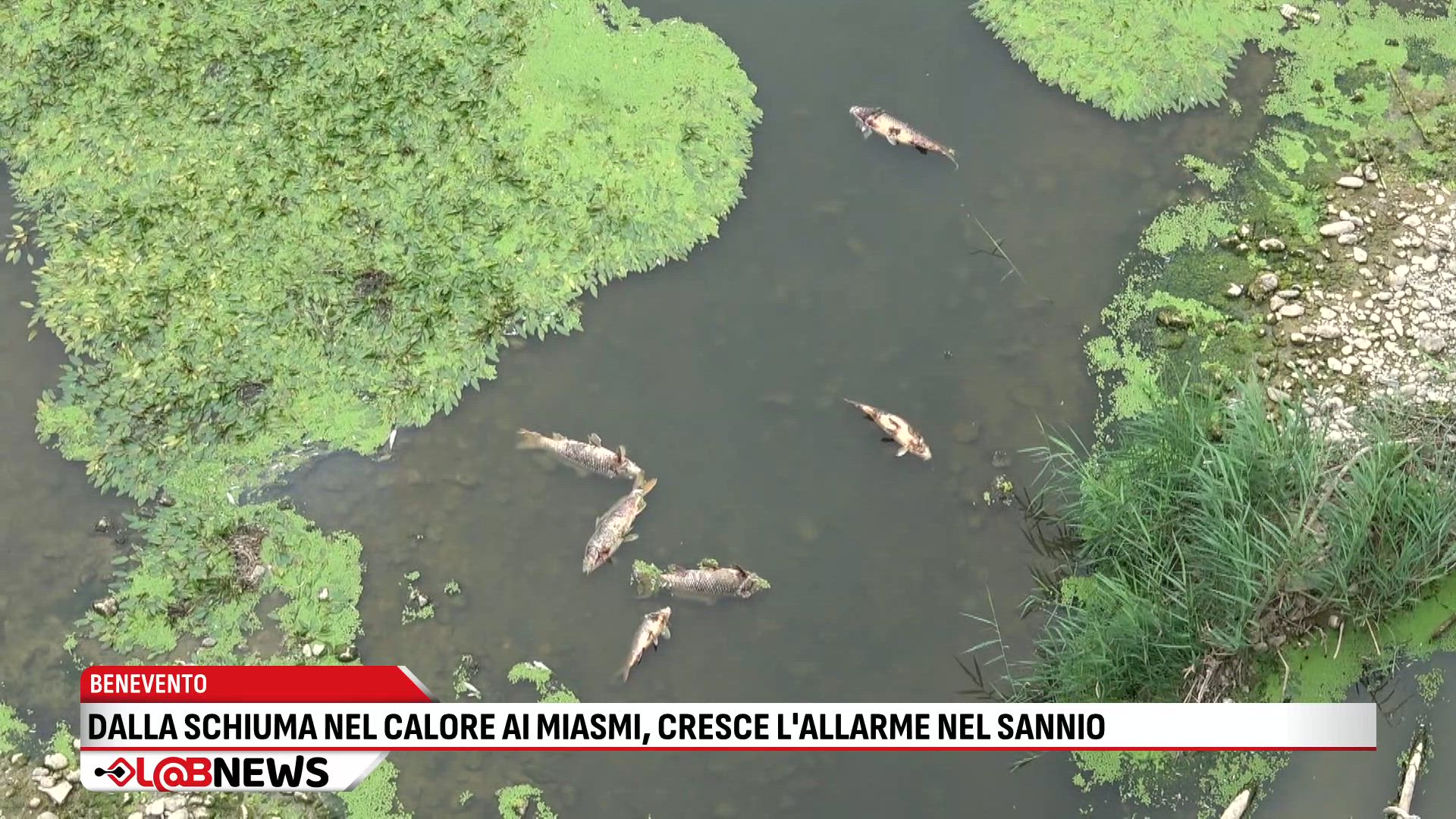 Dalla schiuma nel calore ai miasmi cresce l allarme nel sannio