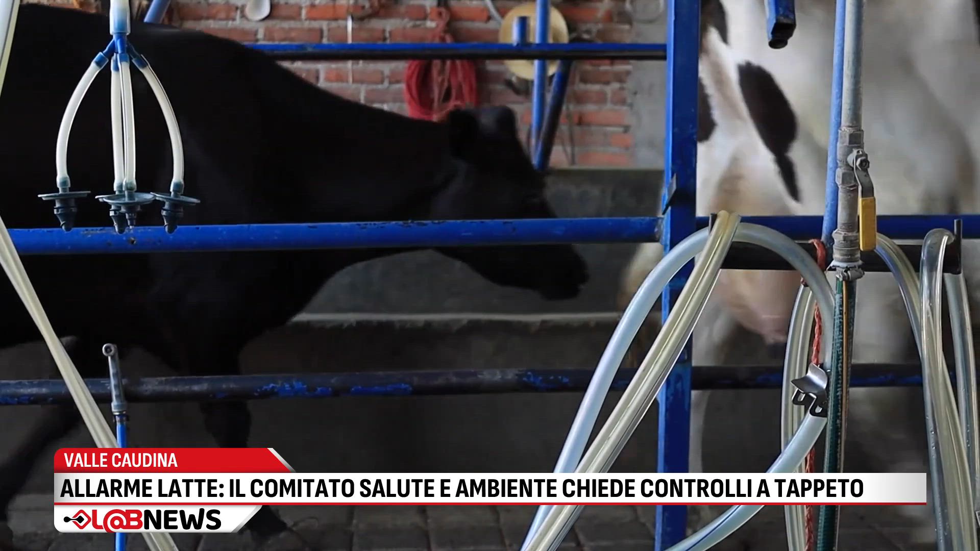 Valle Caudina allarme latte: il Comitato Salute e Ambiente chiede controlli a tappeto