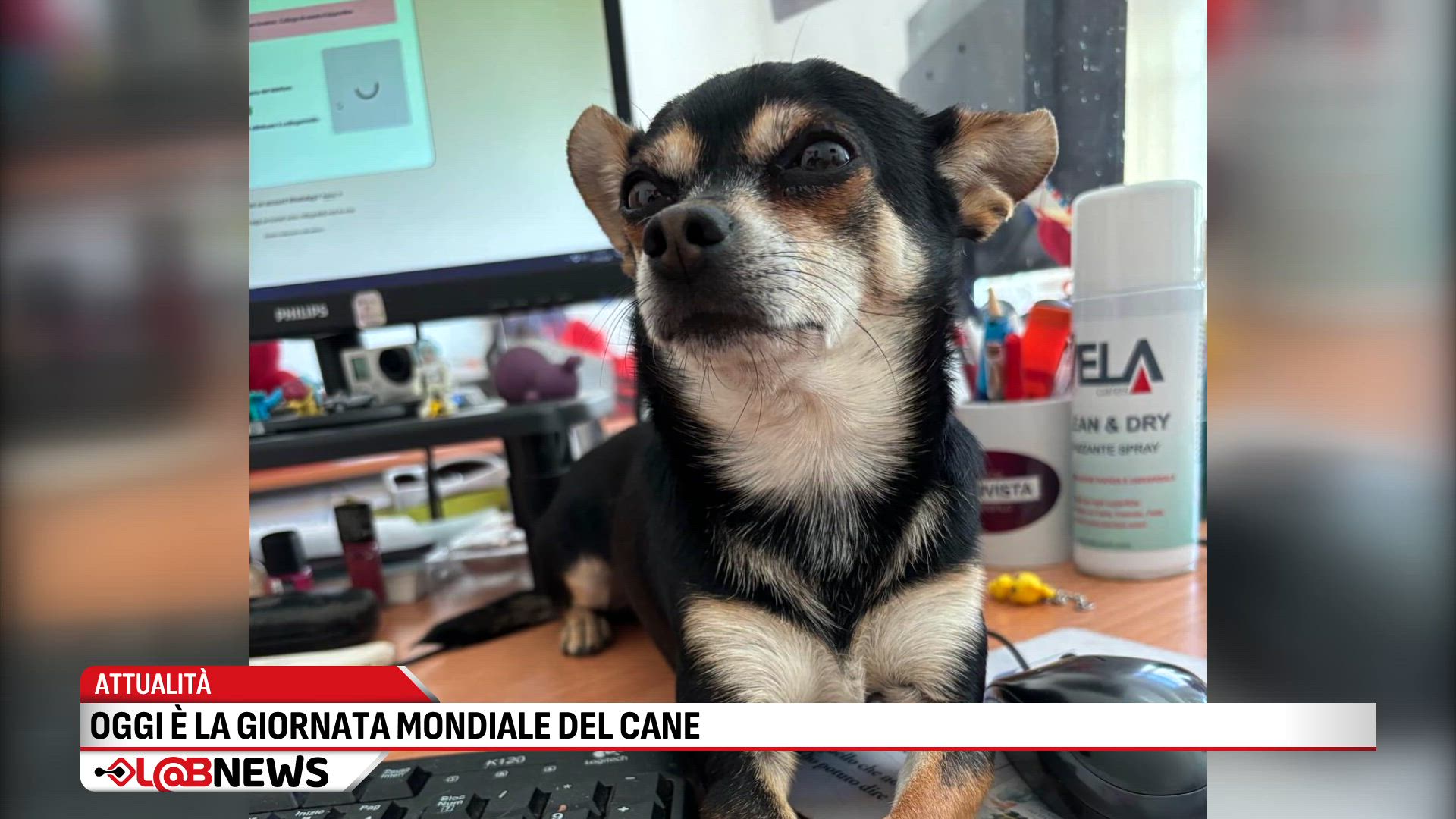 Oggi è la giornata mondiale del Cane