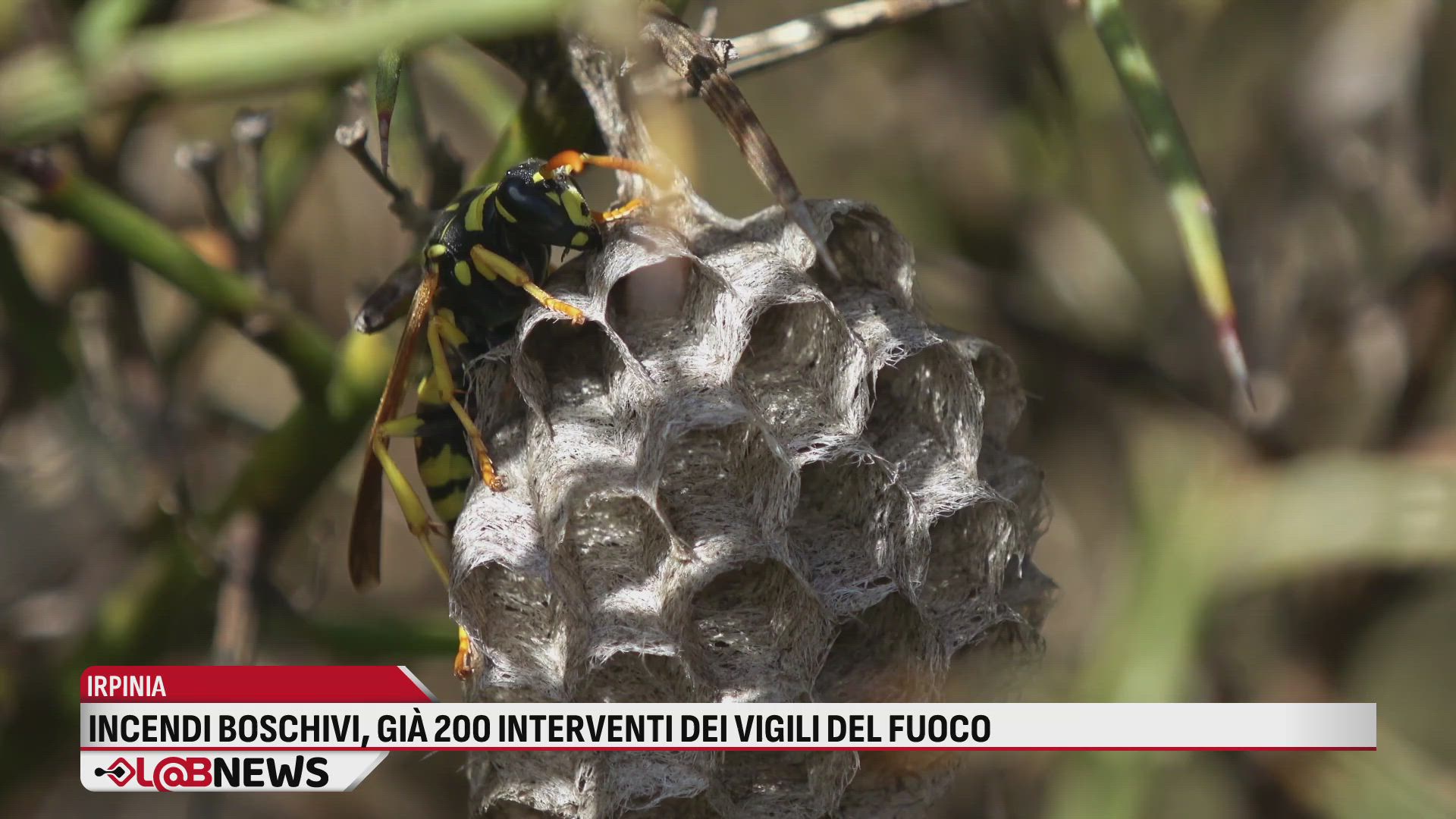 Incendi boschivi, già 200 interventi dei Vigili del Fuoco
