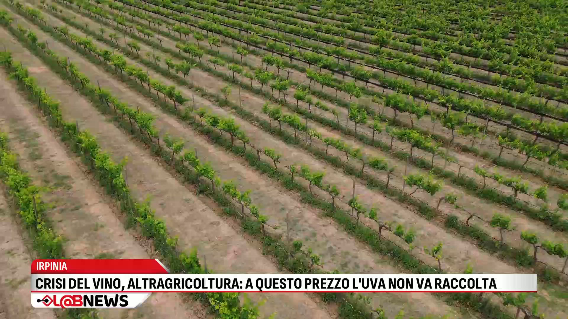 Crisi del vino, Lauro (Altragricoltura): a questo prezzo l'uva non va raccolta
