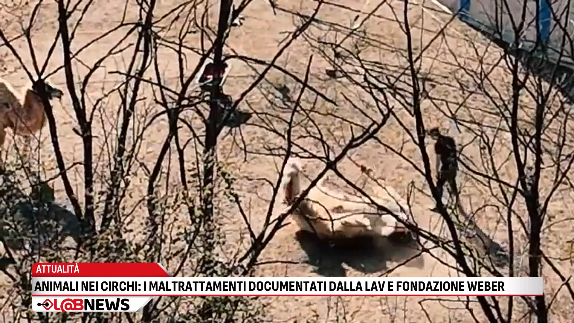 Animali nei circhi: i maltrattamenti documentati da LAV e Fondazione Weber