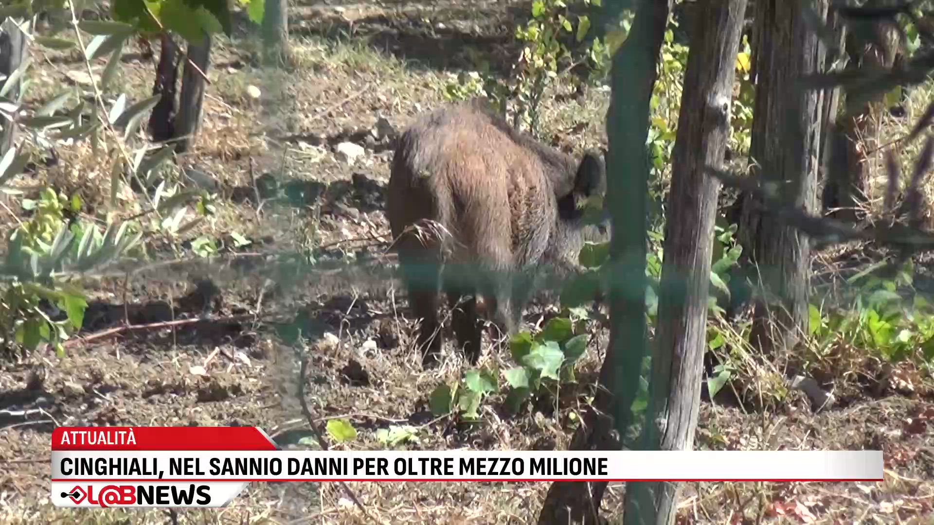 Cinghiali nel Sannio, danni per oltre mezzo milione