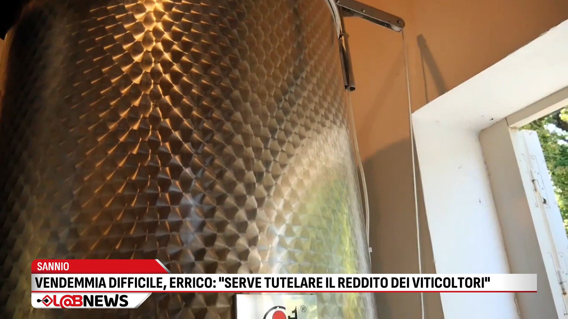 Vendemmia difficile, Errico: serve tutelare il reddito dei viticoltori