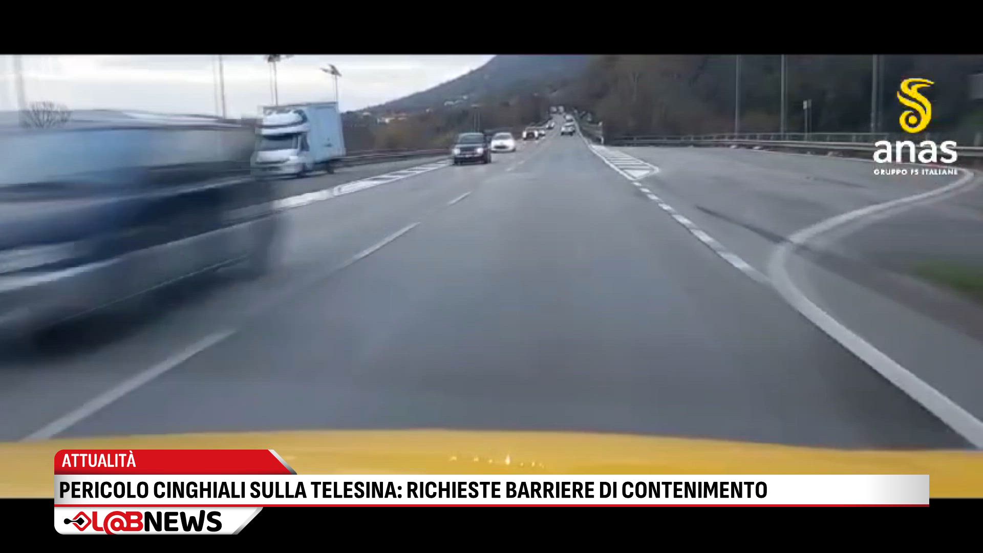 Pericolo cinghiali sulla Telesina, richieste barriere di contenimento